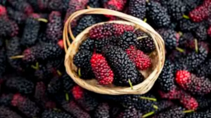 Evde Karadut Özü Yapımı: Doğal, Kolay ve Çok Yönlü Tarif