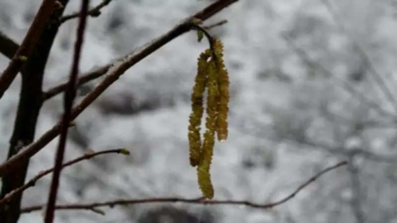 Fındıkta Zirai Don Tehlikesi Devam Ediyor: Uzmanlar Uyarıyor