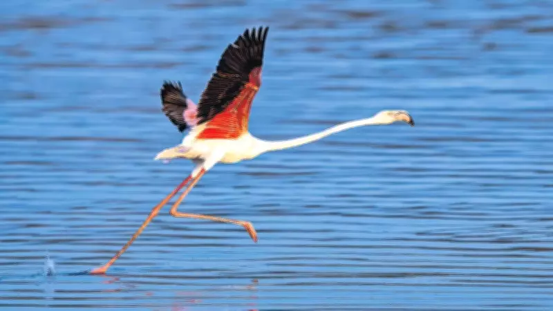 Gaziantep'te Görülen Takkeli Cılıbıt Türkiye'nin 504. Kuş Türü Oldu
