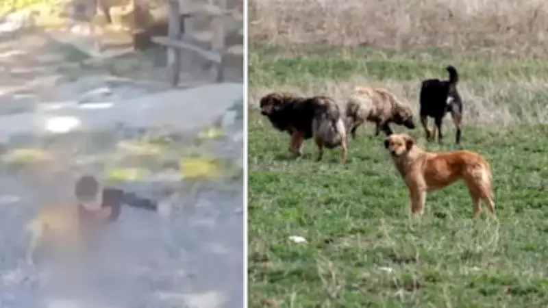 Gazipaşa'da Sokak Köpeği Saldırısı: 7 Yaşındaki Çocuk Yaralandı