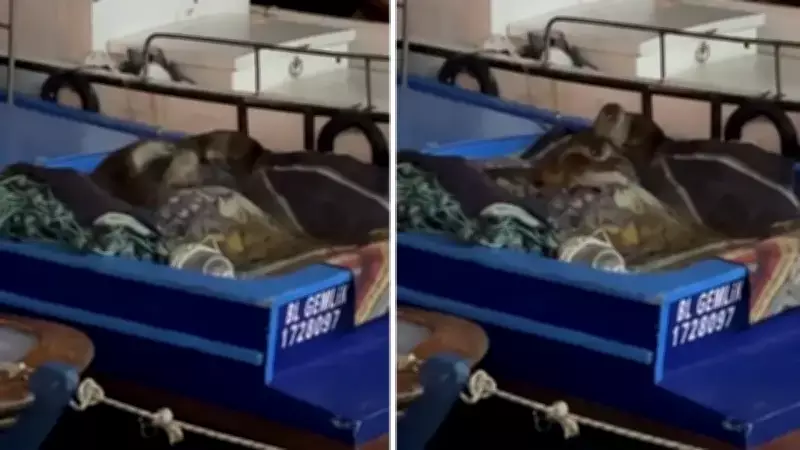 Gemlik Limanı'nda Anne Su Samuru ve Yavruları Teknede Görüntülendi