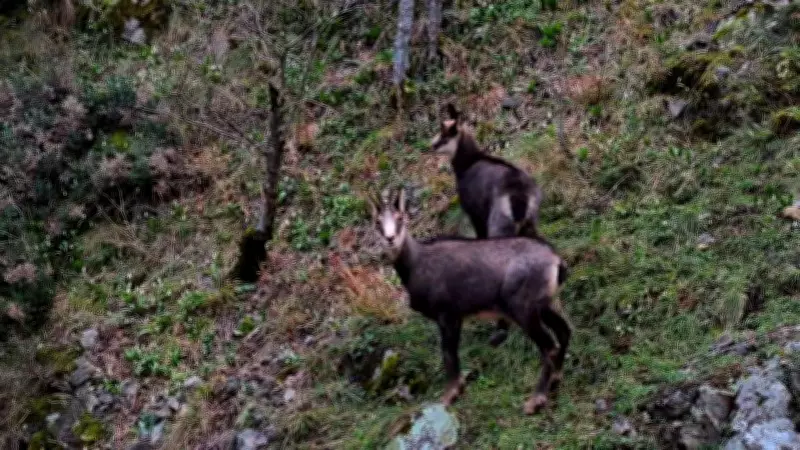 Gümüşhane'de Çengel Boynuzlu Yaban Keçileri En Düşük Rakımda Görüntülendi