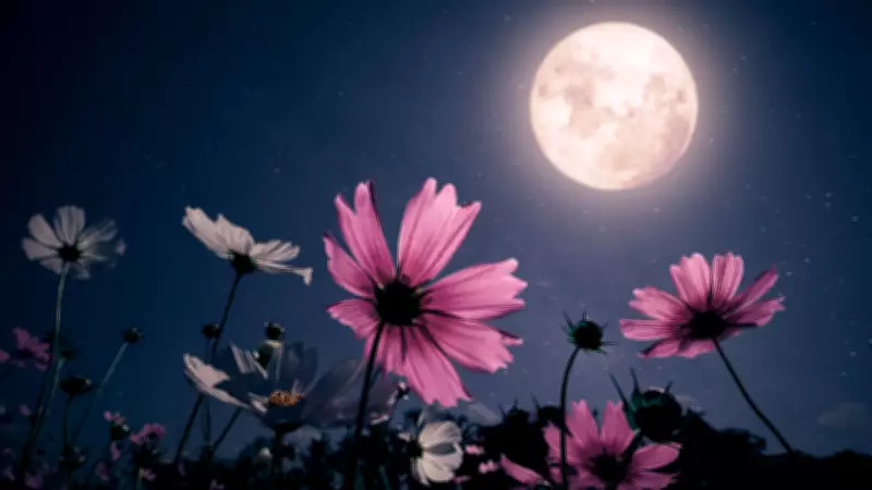 Gündüz Sıradan Gece Büyüleyici: Gece Çiçeklerinin Gizemli Dünyası