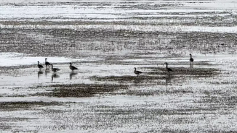Hafik Gölü'nde Kar Altında Turna ve Yaban Kazlarının Yiyecek Mücadelesi