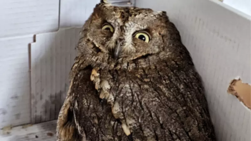 Hatay'da 14 Yaşındaki Berk, Yaralı İshak Kuşunu Kurtararak Doğaya Kazandırdı