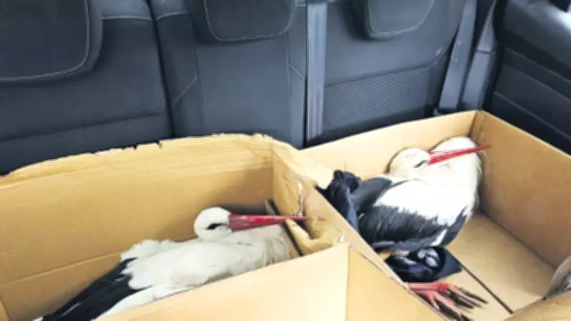 Hatay'da Göç Yolundaki İki Leylek Av Tüfeğiyle Vuruldu