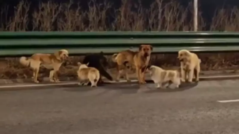 Çin'de Kaybolan 7 Köpek 17 Kilometre Yürüyerek Evlerine Döndü