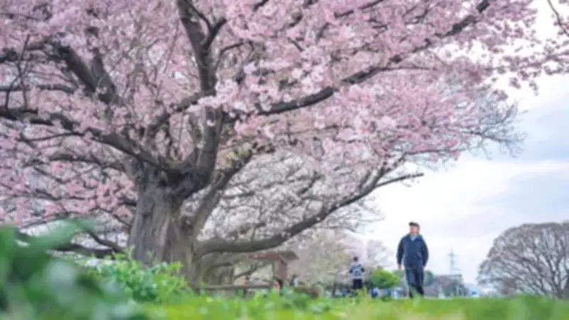 Japonya'da Sakura Zamanı Başladı: Çiçekler Mart Sonunda Zirve Yapacak