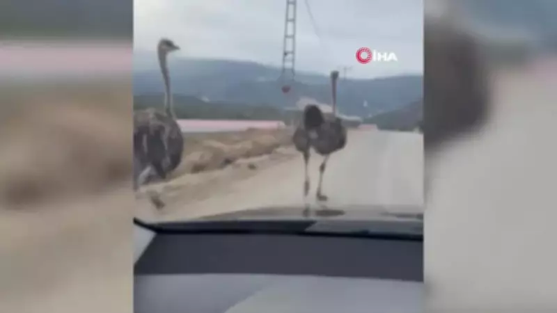 Karabük'te Köy Yolunda Koşan Deve Kuşları Cep Telefonu Kamerasına Yansıdı