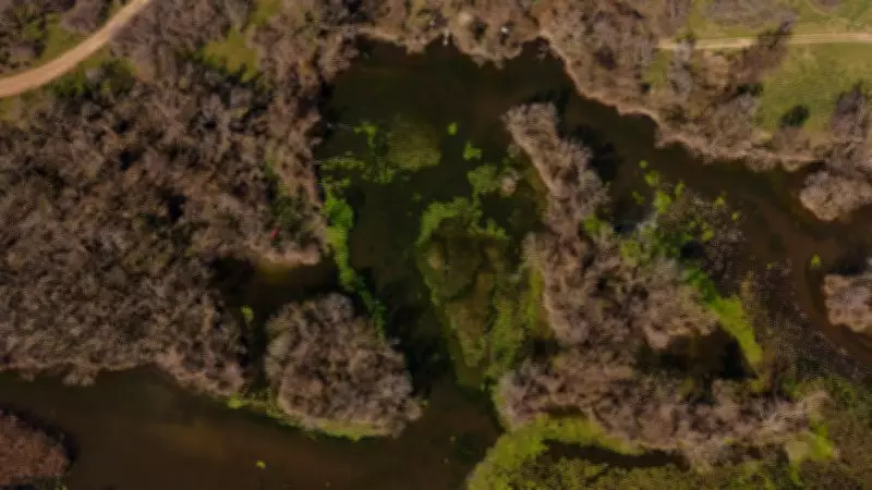 Karacabey Longozu Yeniden Hayat Buldu: 5 Aylık Kuraklık Son Buldu