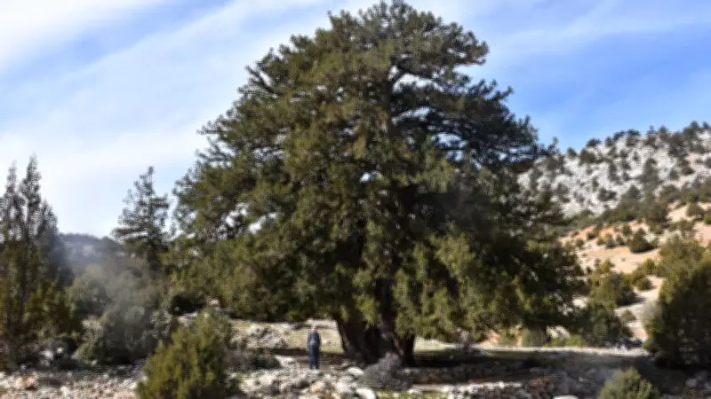 Karaman'da 1931 Yaşındaki Anıt Ardıç Ağacı Asırlara Meydan Okuyor