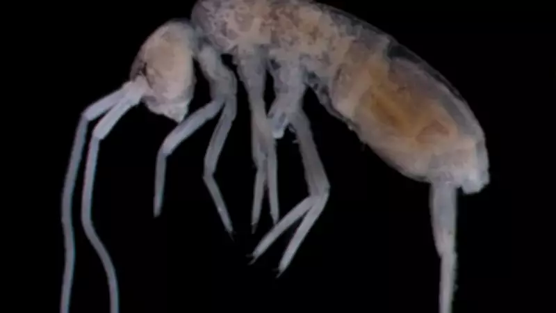 Karanlıkta Yolunu Bulan Canlı: Bilim Dünyası Şaşkınlık İçinde