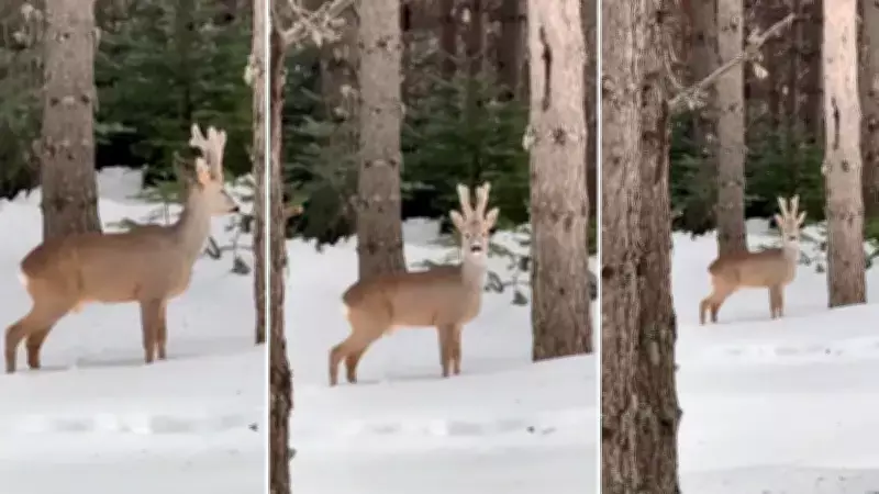 Karla Kaplı Ormanda Görüntülendi: Yürüyüşe Çıkan Kişi Tesadüfen Kaydetti