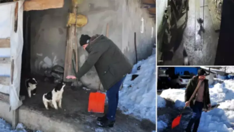 Kars'ta Bahçeye Giren Kurtlara Kürekle Müdahale: Köpekler Kurtarıldı