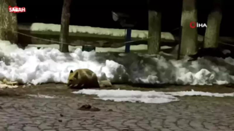 Kars'ta Kedi ile Tilkinin Yiyecek Kavgası Güvenlik Kamerasına Yansıdı