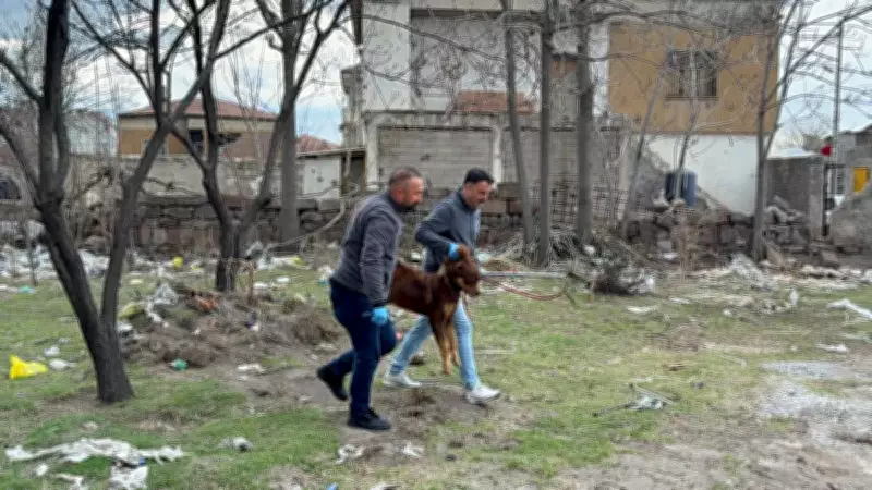 Kayseri'de Başıboş Köpek Dehşeti: 3 Yaşındaki Çocuk Ağır Yaralandı