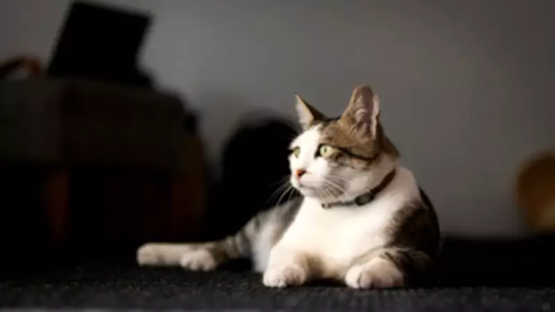 Kediler Neden Aniden Yalnız Kalmak İster? Şaşırtıcı Sebepler Açıklandı