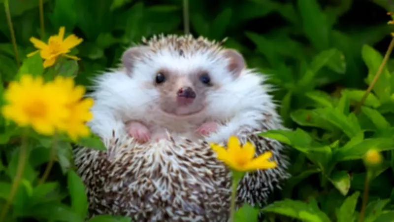 Kirpileri Trafik Kazalarından Koruyacak 'Kirpi Modu' Geliştiriliyor