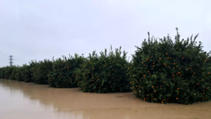 İklim Krizi Yeni Normali: Bir Yıl Kuraklık, Bir Yıl Aşırı Yağış