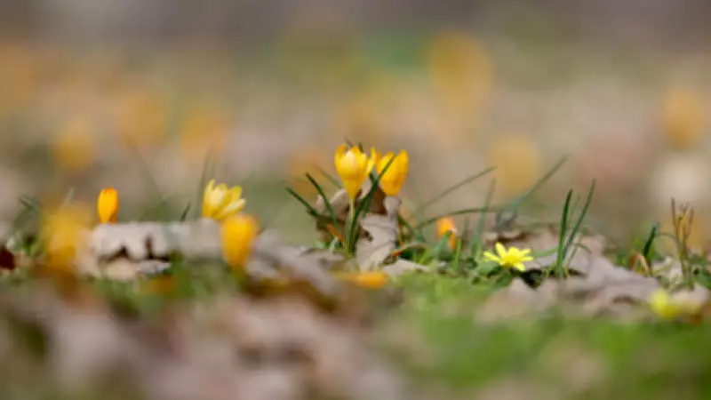 Kırklareli'nde Baharın Gelişi Istranca Ormanlarını Renk Cümbüşüne Çevirdi