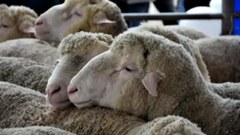 Kurban Bayramı 2026 Tarihleri Açıklandı: 9 Gün Tatil Müjdesi!