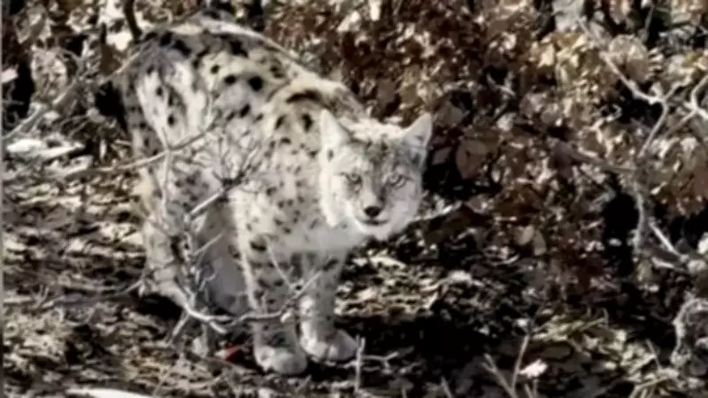 Köyde Vaşak Görüntülendi: Nadir Yaban Hayvanı Yerleşim Yerine İndi