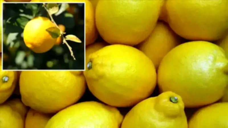 Limon İthalatında Gümrük Vergisi 31 Temmuz'a Kadar Yüzde 10'a Düşürüldü