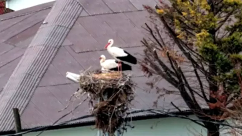 İlkbaharın Habercisi Leylekler Afrika'dan Göç Ederek İstanbul'a Ulaştı