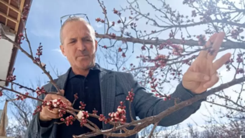 Malatya'da Kayısı Ağaçları Erken Çiçek Açtı, Muhtar Şaşkınlığını Dile Getirdi