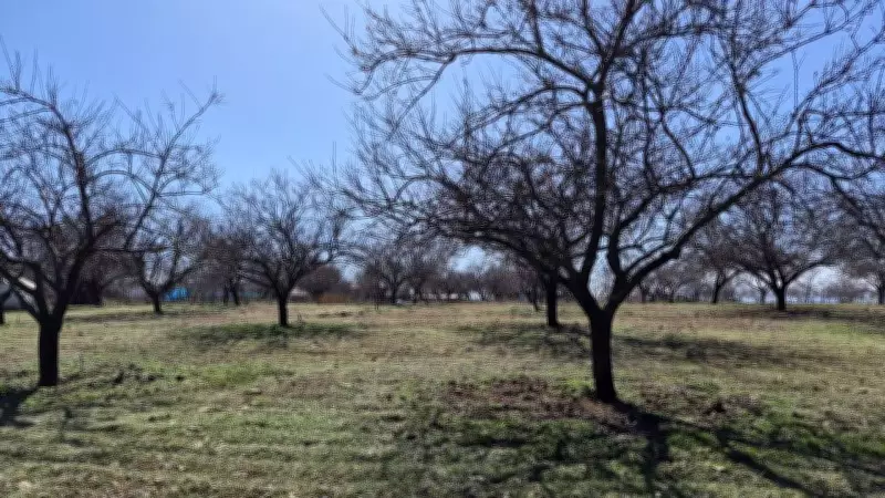 Malatya'da Kayısıda Yüksek Verim Beklentisi: Tomurcuklanma Başladı