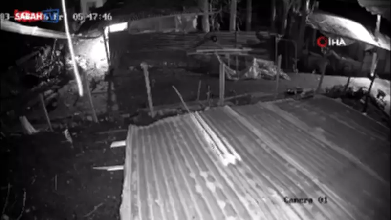 Malatya'da Kurt Kümesi Bastı, Bir Kazı Kapıp Kaçtı