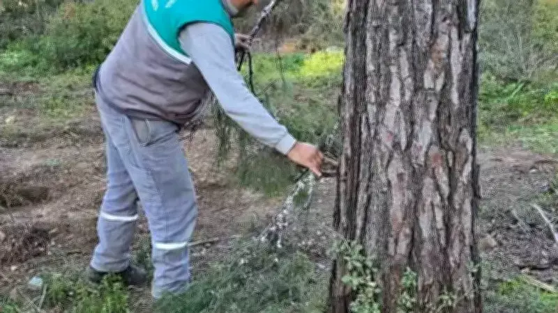 Marmaris'te Orman Bakımından Çıkan Dallar Arıcılar İçin Değerlendirildi