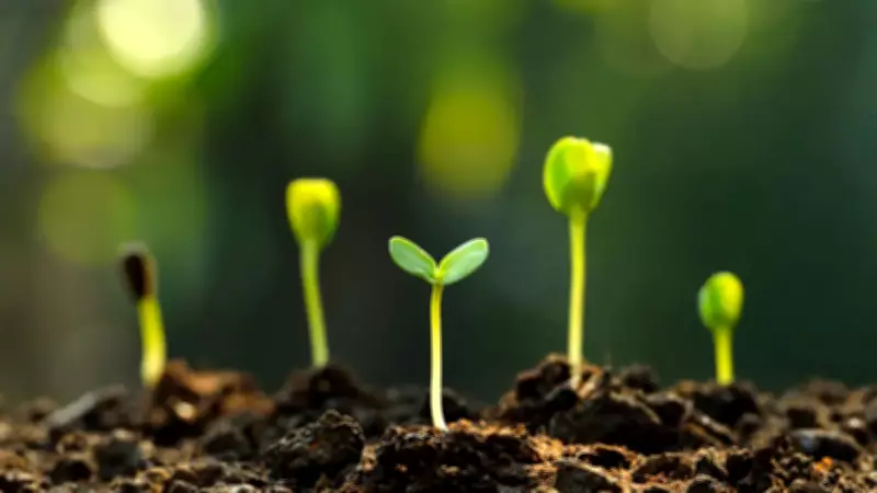 Mars'ta Yaşam İçin Çığır Açan Keşif: Çöl Yosunu Hayatta Kalıyor