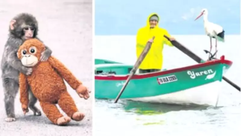 Maymun Punch ve Yaren Leylek Etkisi: Dijital Çağda Ruh Halimizin Uçlara Savrulması