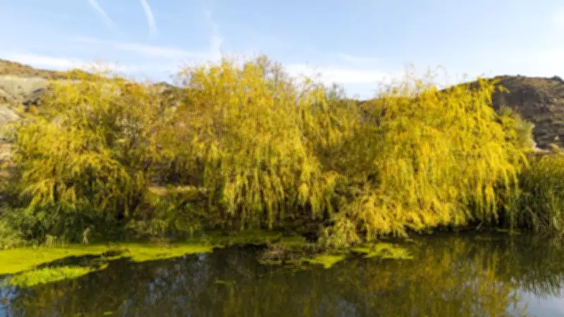 Meclis'e Sunulan Teklif: 3 Hektardan Küçük Alanlar Artık Orman Sayılmayacak
