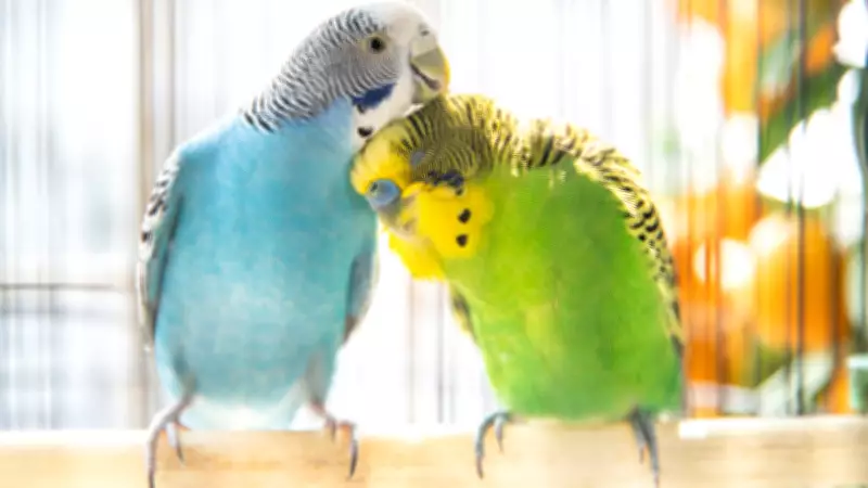 Muhabbet Kuşu Bakımında Kritik Noktalar: Sadece Yem Vermek Yetmez!