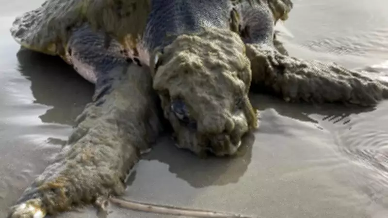 Nadir Deniz Kaplumbağası Sahile Vurdu: Üzerindeki Garip Oluşum Şaşırttı