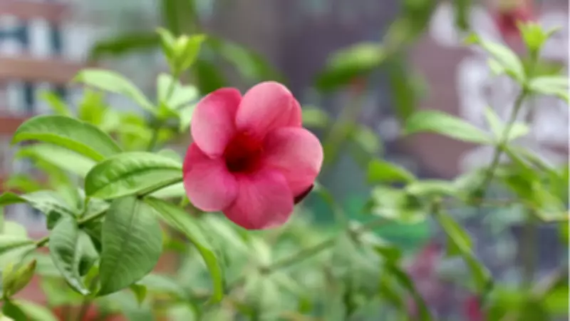 Üçüncü Cemre Tarihi: Baharın Son Habercisi Toprağa Ne Zaman Düşecek?