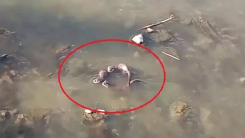 Nesli Tükenmekte Olan Su Samuru, Dere Kenarında Görüntülendi