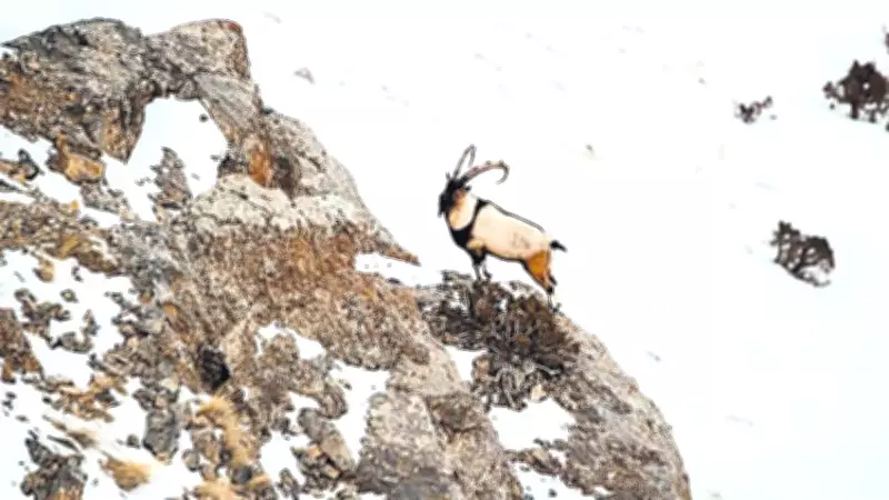 Niğde'de Yaban Keçisi Avlayan Kişiye 1 Milyona Yakın Ceza Kesildi