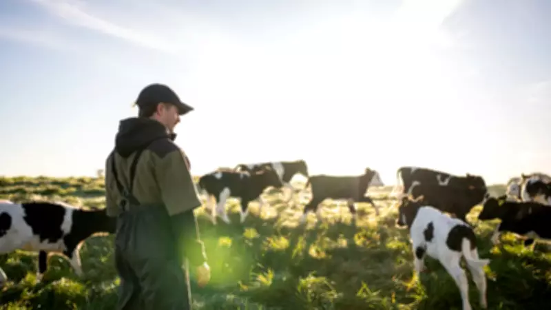 Çobanlara Gerek Kalmadı: Akıllı Tasma Sistemi Hayvancılıkta Devrim Yaratıyor