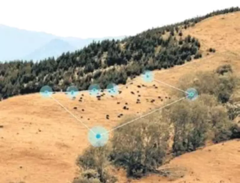 Çobanlara Gerek Kalmadı: Yapay Zeka ve Drone'larla Hayvancılıkta Devrim