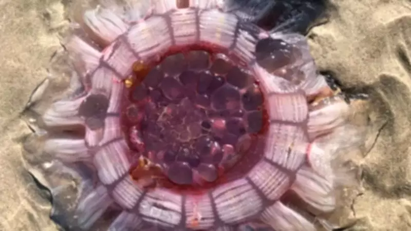 Okyanusun Gerçek Devi: 36 Metrelik Aslan Yelesi Denizanası