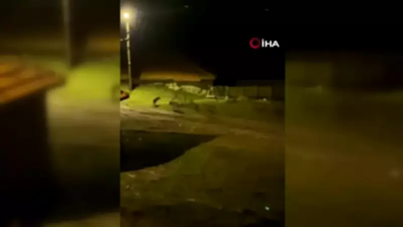Çorum'da Aç Kurt Sürüsü Köy Sokaklarında Görüntülendi
