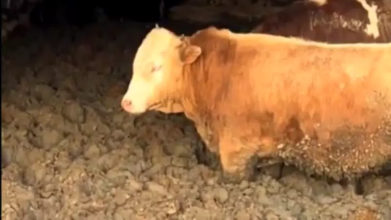 Çorum'daki Hayvan Refahı İhlaline Sert Tepki: İşletmeye Para Cezası Kesildi