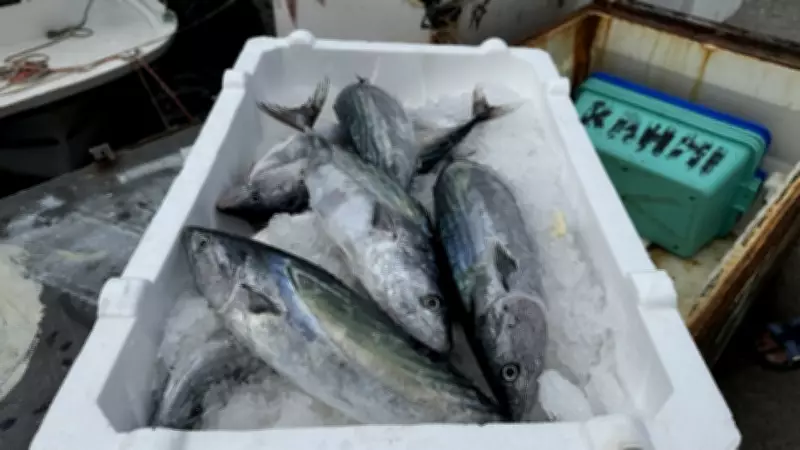 Palamut Tarifi ve Yapılışı: Fırında, Tavada ve Izgarada Lezzetli Palamut Nasıl Yapılır?