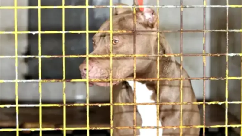 Pitbull Saldırısı İddianamesi Kabul Edildi: İlk Duruşma Nisan'da