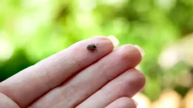 Prof. Dr. Çetin Uyardı: Yağışlar Kene Popülasyonunu Artıracak