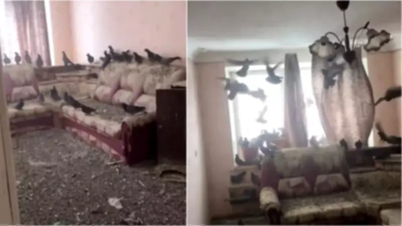 Rusya'da Unutulan Pencere Felaketi: Ev Güvercin İstilasına Uğradı