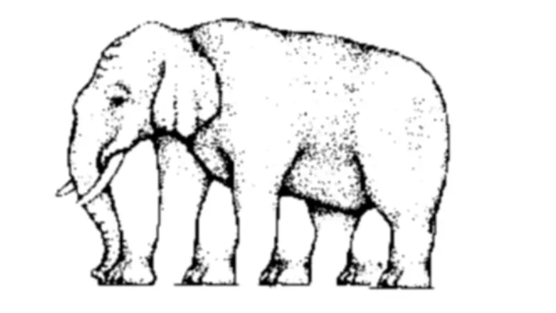 Sadece Profesör Zekasına Sahip Olanlar Buluyor: Filin Kaç Ayağı Var?